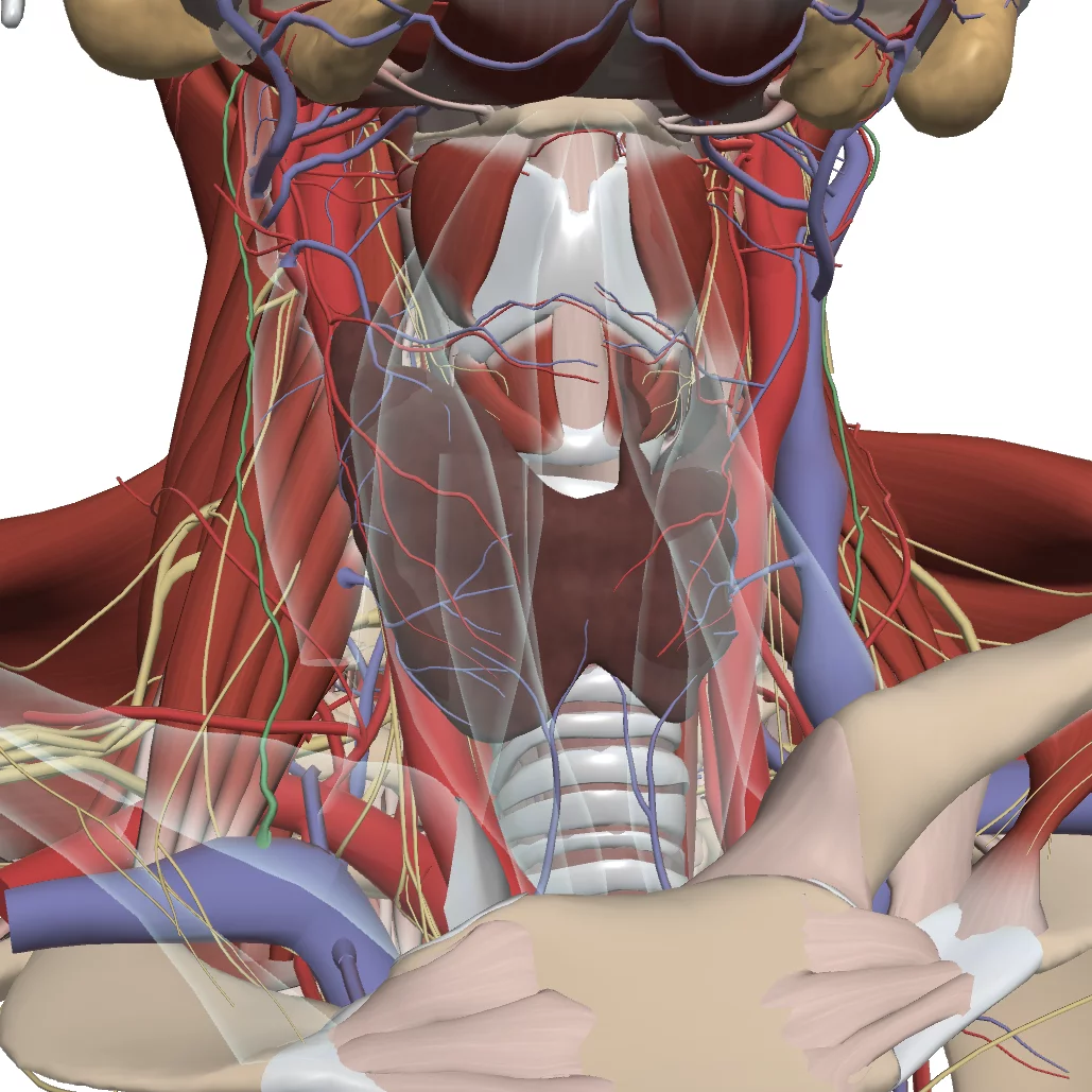3d Real Time Anatomy Human Anatomy Primal Pictures