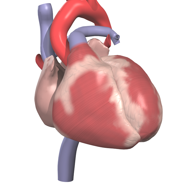 3D Anatomy Online | 3D Human Anatomy | Primal Pictures