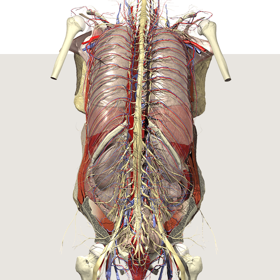 Primal Pictures | 3D Anatomy Software