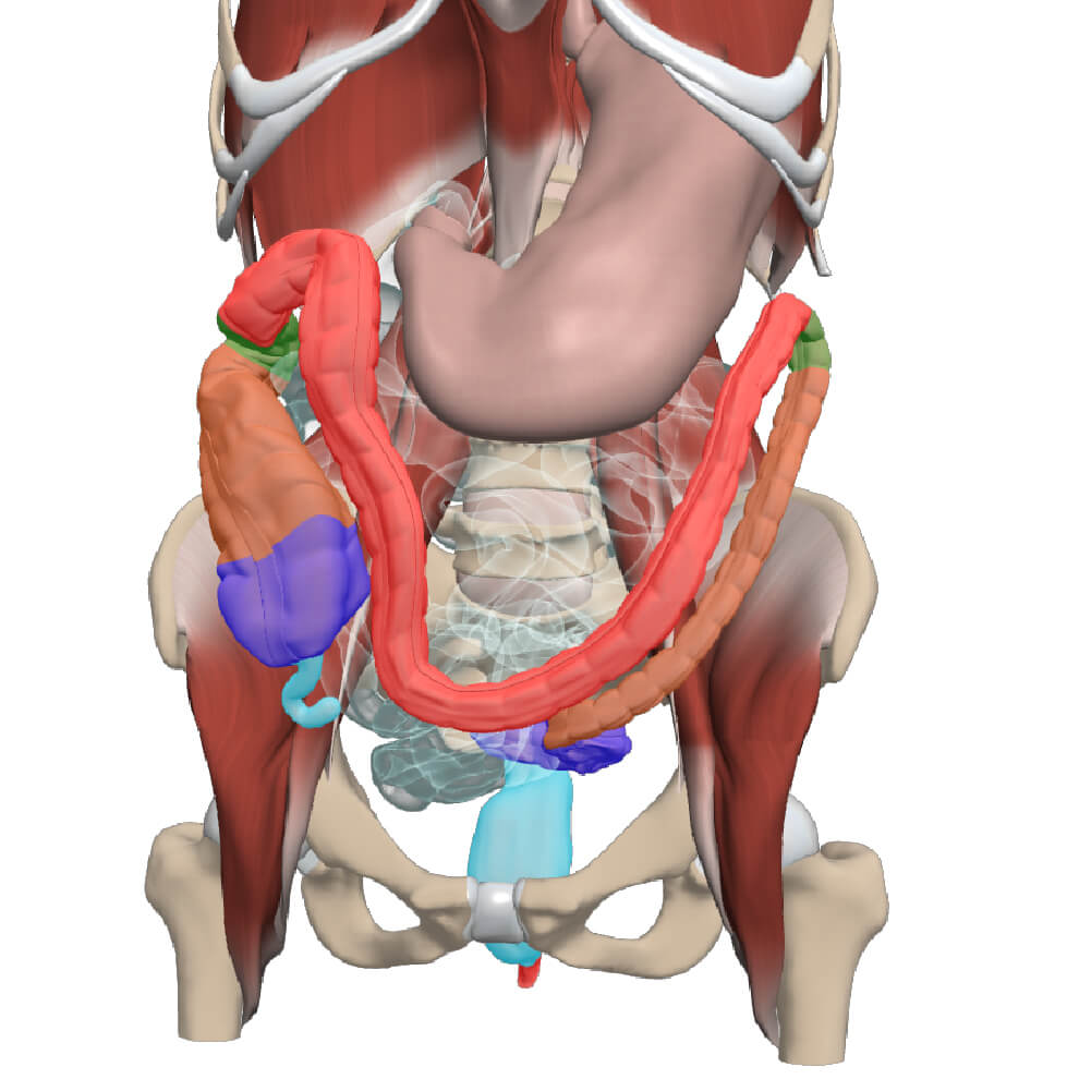 Anatomical Variations: The Transverse Colon