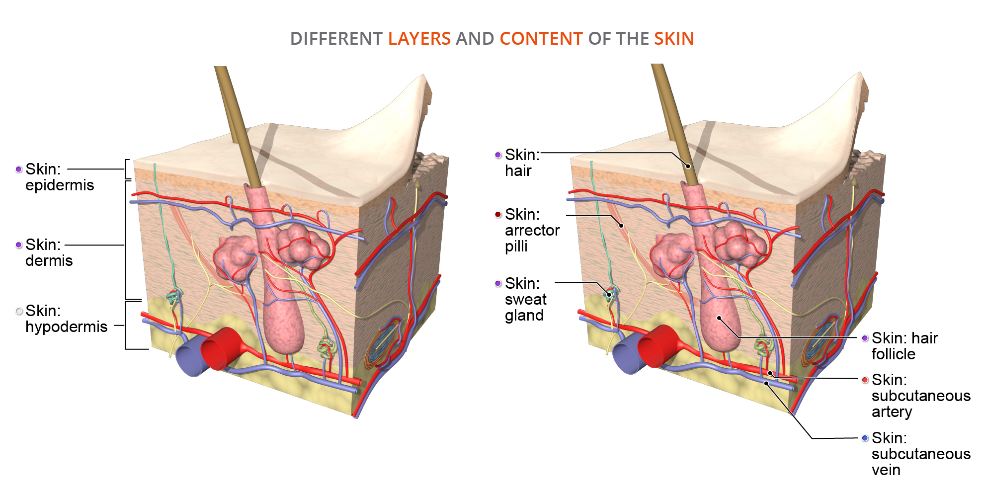 Healthy skin awareness: A closer look at the anatomy of the body's largest  organ