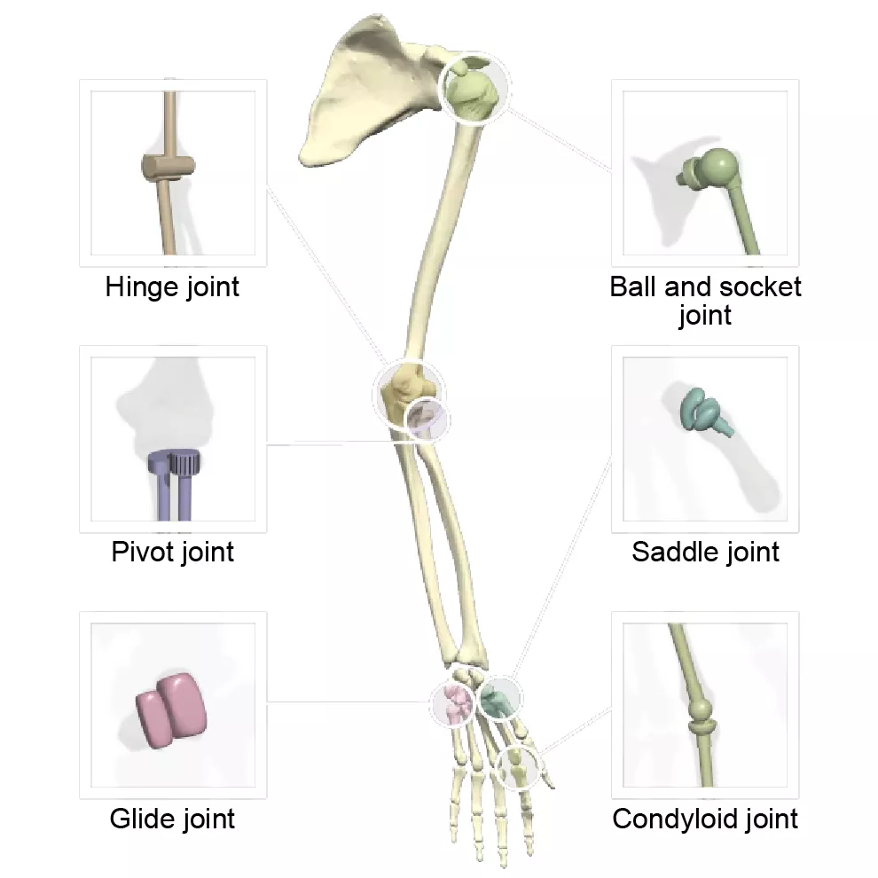 Synovial joint types